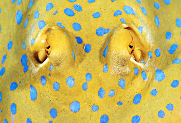 Greater blue-ringed octopus (Hapalochlaena lunulata)  Octopuses (Octopoda). Indonesia 7 cm - obrazy, fototapety, plakaty