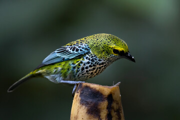 Speckled Tanager Costa Rica Clound Forest during vacation in summer time tropical area