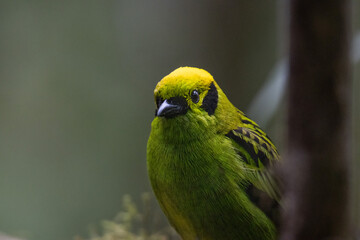 Emerald Tanager in Costa Rica during vacation. the Could Forest at San Ramón. 
