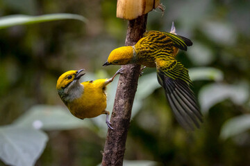 speckled tanager, silver tanager, Bay headed tanager during summer vacation at Costa Rica latinamerica. 