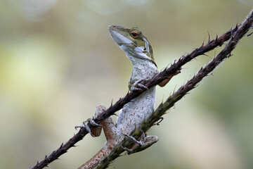 Anolis in Costa Rica in latinoamerica during vacation time. Clound Forest.