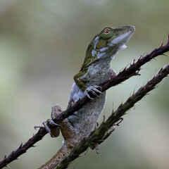 Anolis in Costa Rica in latinoamerica during vacation time. Clound Forest.