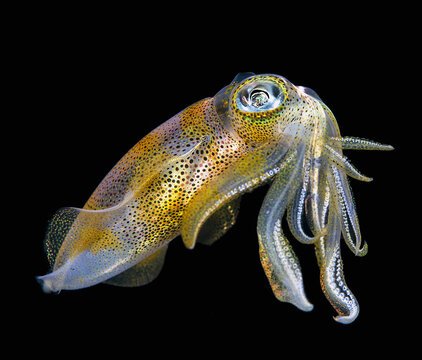 Bigfin reef squid (Sepioteuthis lessoniana)  Squids (Teuthida)  Indonesia, 40 cm 