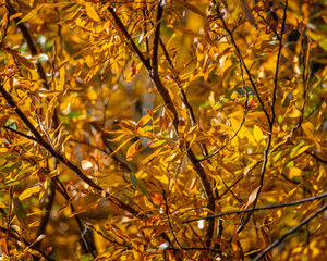 Close up of yellow leaves.