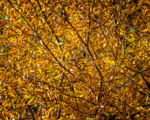 Close up of yellow leaves.