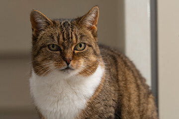 Portrait of a cat