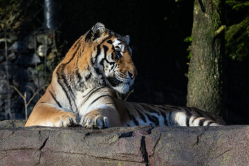 Tigers are usually solitary and feed mostly on larger ungulates. They inhabit a wide variety of habitats, such as tropical rain forests, grasslands or swamp areas.