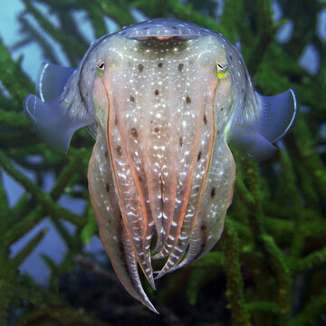 Bigfin reef squid (Sepioteuthis lessoniana)  Squids (Teuthida)  Indonesia, 40 cm 