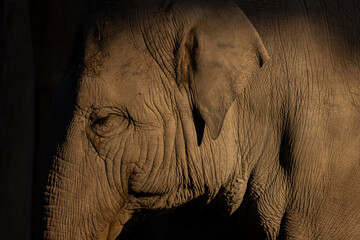Most Asian elephants live in the North West - at the foot of the Himalayas in Uttarakhand and Uttar Pradesh, from the Katarniaghat Conservation Area to the Yamuna River. © Philip