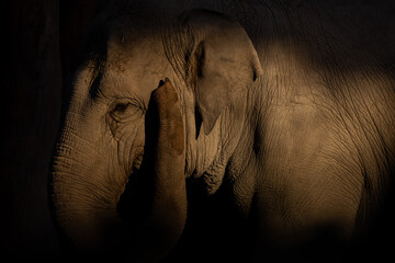 Most Asian elephants live in the North West - at the foot of the Himalayas in Uttarakhand and Uttar Pradesh, from the Katarniaghat Conservation Area to the Yamuna River. © Philip