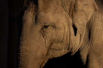 Elephants are now widespread in Asia and Africa. The natural range of the Asian elephant used to...