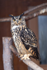 Selective focus view of striking captive great horned owl perched in its enclosure staring