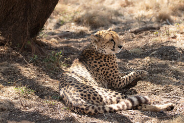Cheetah [acinonyx jubatus] in Africa laying down after feeding