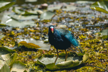 Hermosa y colorida ave migratoria y de humedal / Tingua azul / Porphyrio martinica 