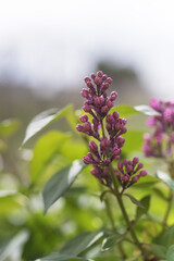 image of wild flowers with green background