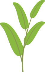 Obraz premium Aromatic sage icon flat vector. Leaf plant. Herb flower isolated