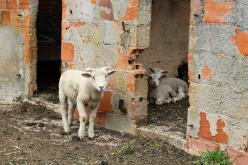 curious sheeps looking straight at you