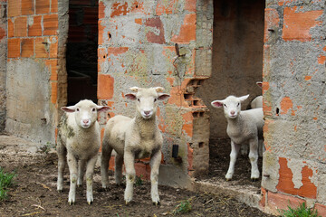 baby sheeps in a farm