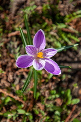 blooming purple crocus flower, micro photography