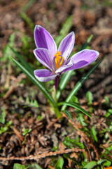 Fototapeta premium spring crocus flowers