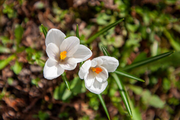 white spring crocuses in the garden
