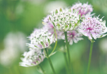 Clumps Of Great Masterwort Flowers At Hidcote Manor & Gardens