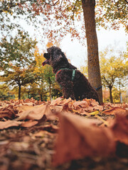 dog in autumn park