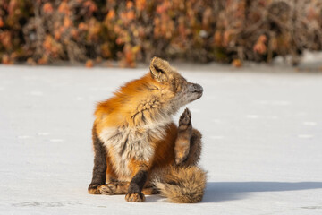 Red fox walking on frozen lake, hungry wild animal in nature, winter season, cold weather, natural sunlight, horizontal.