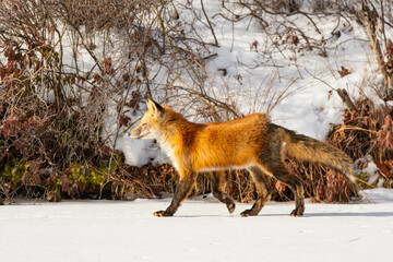 Red fox walking on frozen lake, hungry wild animal in nature, winter season, cold weather, natural sunlight, horizontal.