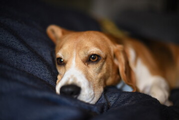 The beagle is sleepy.