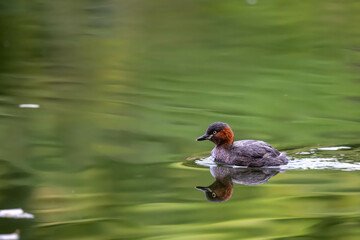 Little grebe is swimming in the lake.