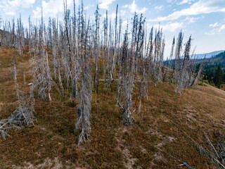 Yellowstone National Park dead trees near geysers. Burnt trees and forest inside Yellowstone...