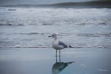 seagull on the beach