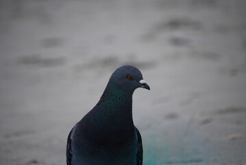 Obraz premium pigeon in the city