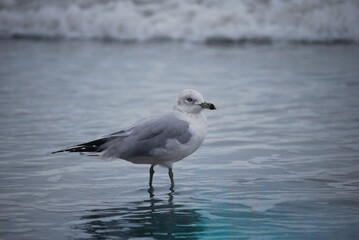Fototapeta na wymiar seagull on the beach 6