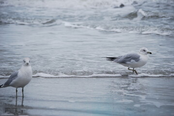 seagulls on the beach 7