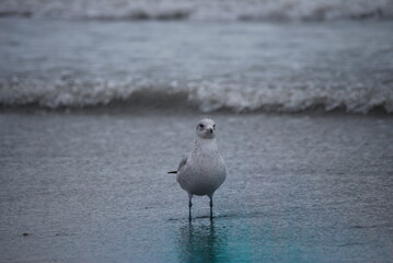 black headed gull 3