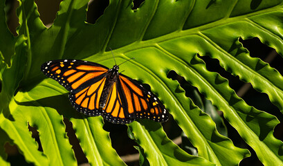 Monarch Butterfly Resting on a Philodendron Leaf