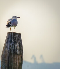 Behind a seagull at Venice

