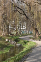 trees in the park