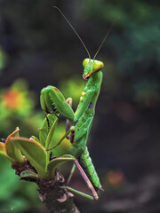 Naklejka premium the beauty of grasshoppers in nature