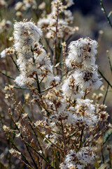 Winter Weeds