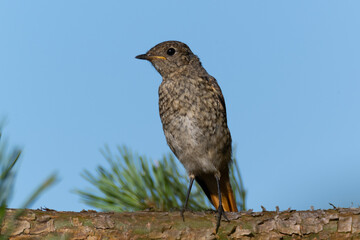 Female black redstart sitting on a spruce trunk. Young bird looking around for food. Tree bark and spruce needles in the background.