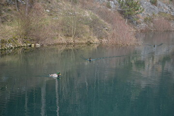 Ducks on a small lake in Park Vodice