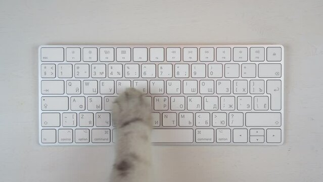 Gray cat paw uses keyboard. The cat is typing