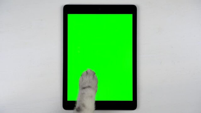 British gray cat paw taps on the screen
