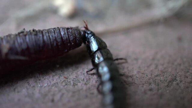 A black elongated beetle eats a worm. An aggressiv