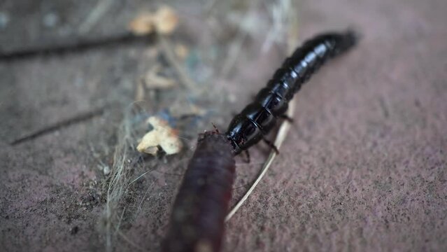 A black elongated beetle eats a worm.
