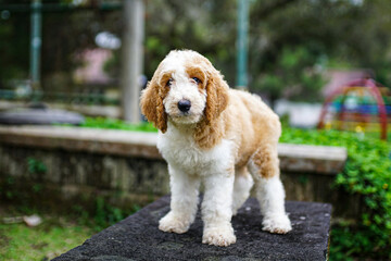 giant poodle puppy