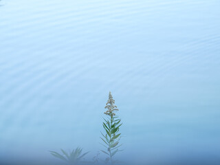 Small plants with light blue background and waves